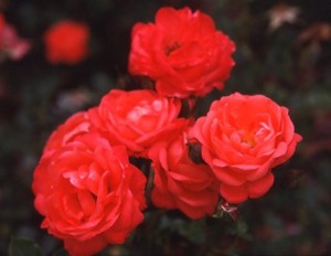 MINI METRO (miniature)